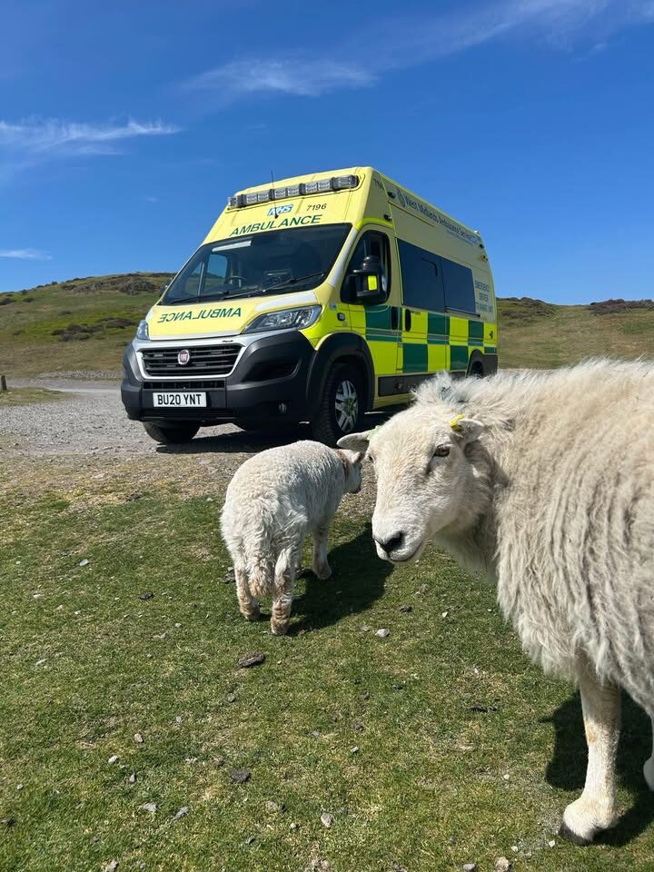 Two sheep in front of an ambulance parked up on hill with blue skies above